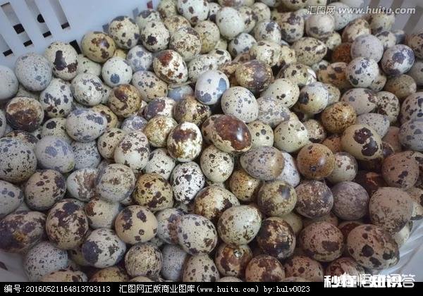 养鹌鹑病害多吗需要注意什么问题