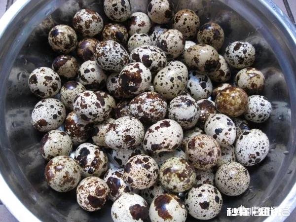 养鹌鹑病害多吗需要注意什么问题