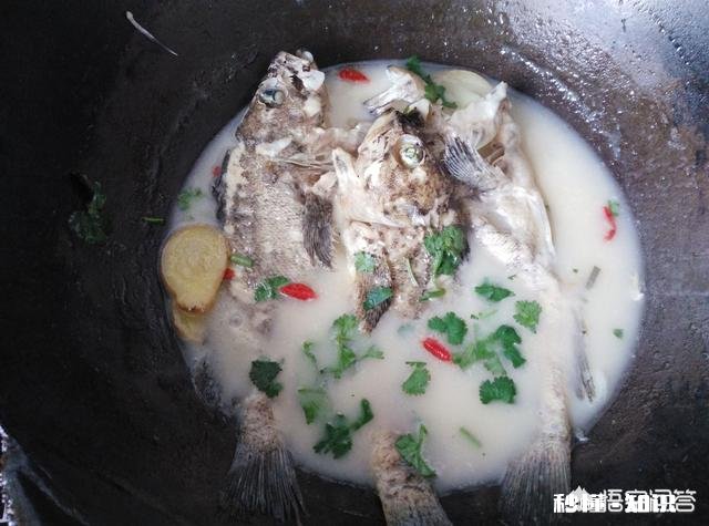 怎么做一道家常美味的鲜鱼汤，汤色白，微微辣，营养丰富的那种