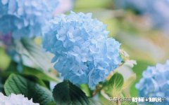 婚前男方给的财礼，现离婚男方起说六万是借我的会立案吗