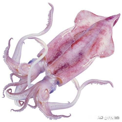 大家最喜欢的海鲜是什么吃的最贵的又是哪个