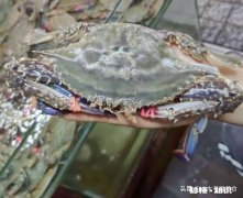 大家最喜欢的海鲜是什么吃的最贵的又是哪个