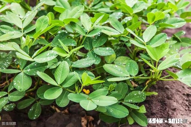 沙土地种植花生好还是黑土地种植好,为什么