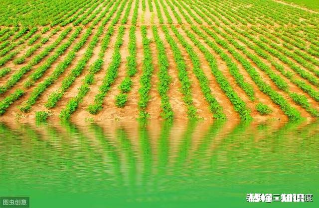 沙土地种植花生好还是黑土地种植好,为什么