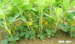 沙土地种植花生好还是黑土地种植好，为什么