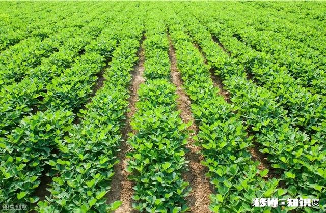 沙土地种植花生好还是黑土地种植好,为什么