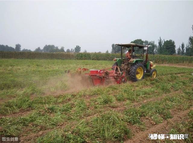 沙土地种植花生好还是黑土地种植好,为什么