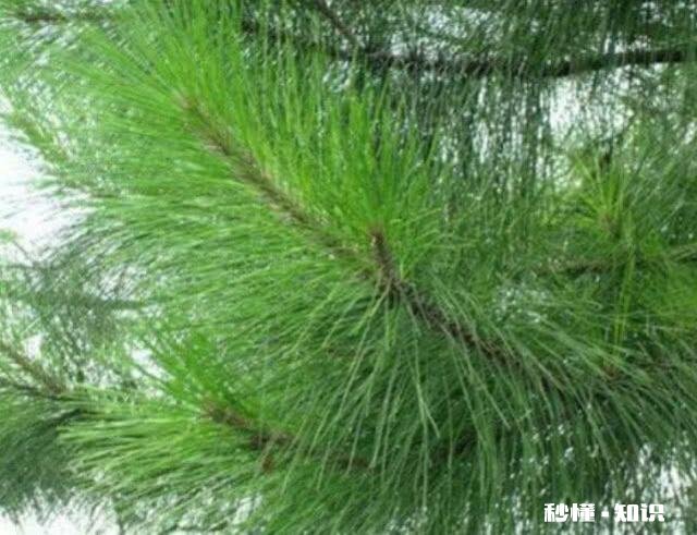 在不影响土鸡健康成长前提下,如何有效降低散养土鸡饲料成本