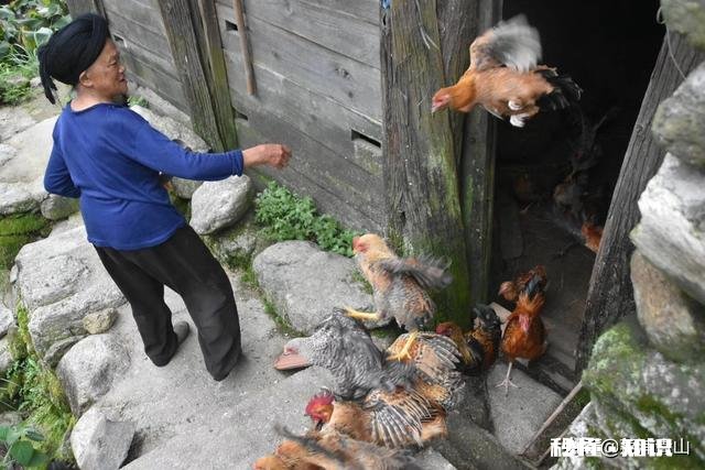 在不影响土鸡健康成长前提下,如何有效降低散养土鸡饲料成本