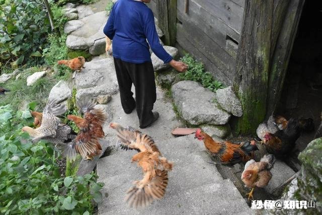 在不影响土鸡健康成长前提下,如何有效降低散养土鸡饲料成本