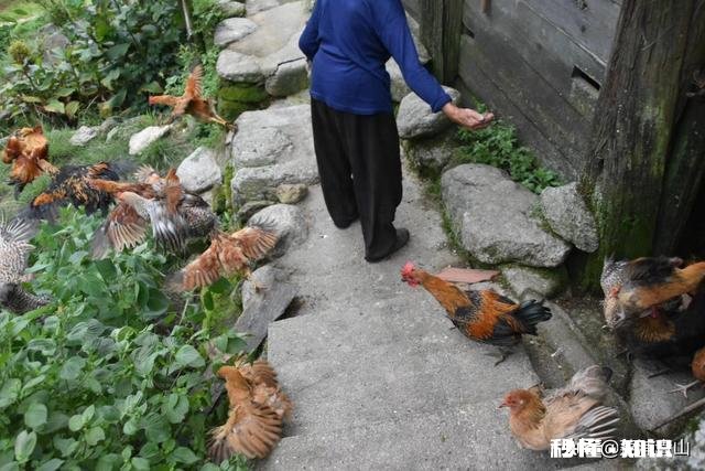 在不影响土鸡健康成长前提下,如何有效降低散养土鸡饲料成本