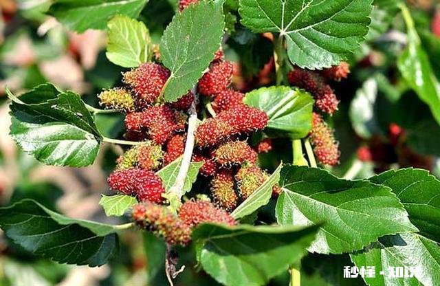 在不影响土鸡健康成长前提下,如何有效降低散养土鸡饲料成本