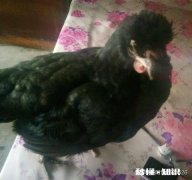 鸡胃很大吃什么药