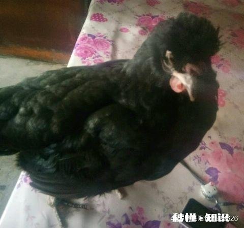 鸡胃很大吃什么药