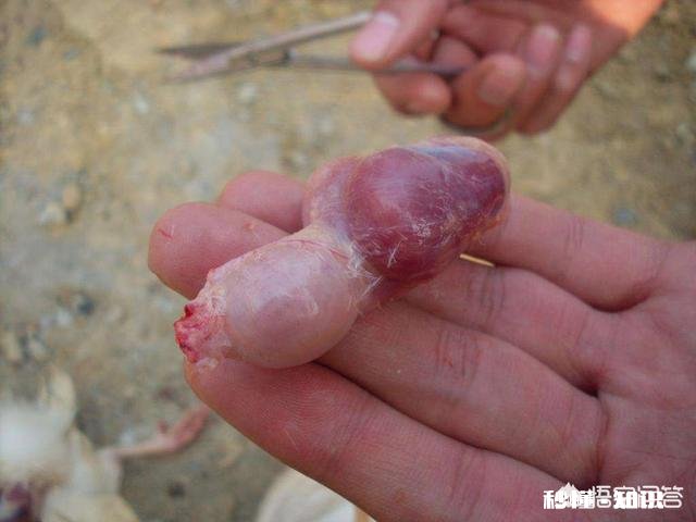 鸡胃很大吃什么药