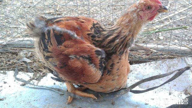 鸡胃很大吃什么药