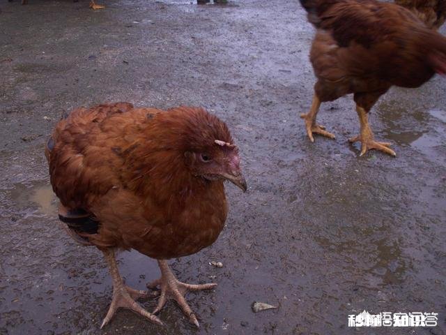 鸡胃很大吃什么药