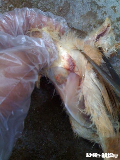 鸡胃很大吃什么药