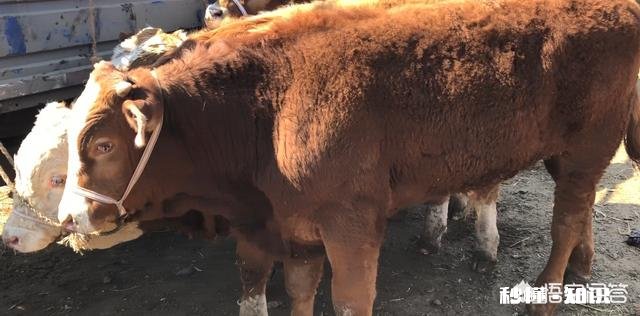 肉牛呼吸像打鼾样的声音，吃料正常是什么原因