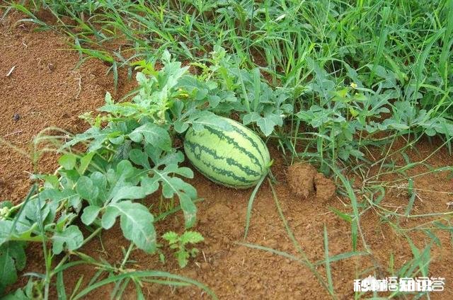 浙江丽水种植西瓜，选择哪些品种比较好