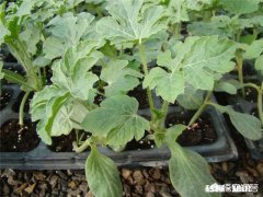 浙江丽水种植西瓜，选择哪些品种比较好