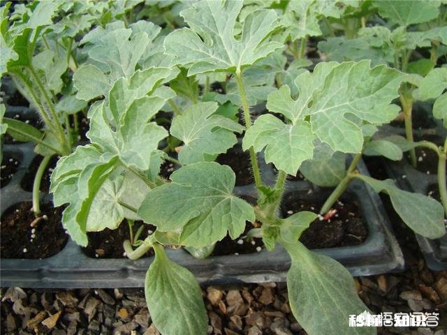 浙江丽水种植西瓜，选择哪些品种比较好