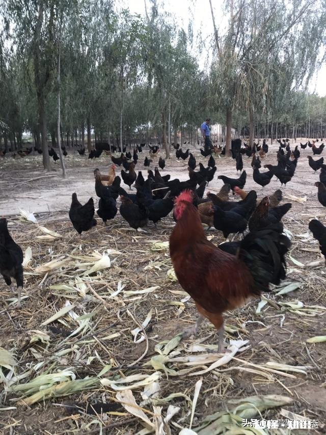 在农村养鸽养鸡收益怎么样