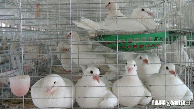 在农村养鸽养鸡收益怎么样