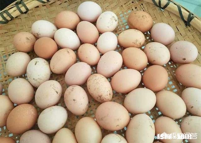 在农村养鸽养鸡收益怎么样