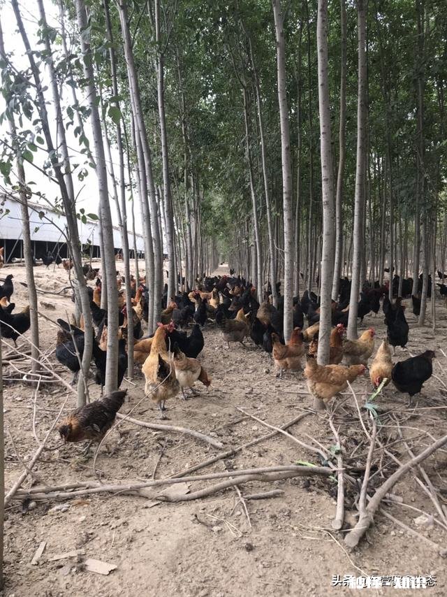 在农村养鸽养鸡收益怎么样