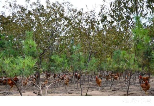 在农村养鸽养鸡收益怎么样