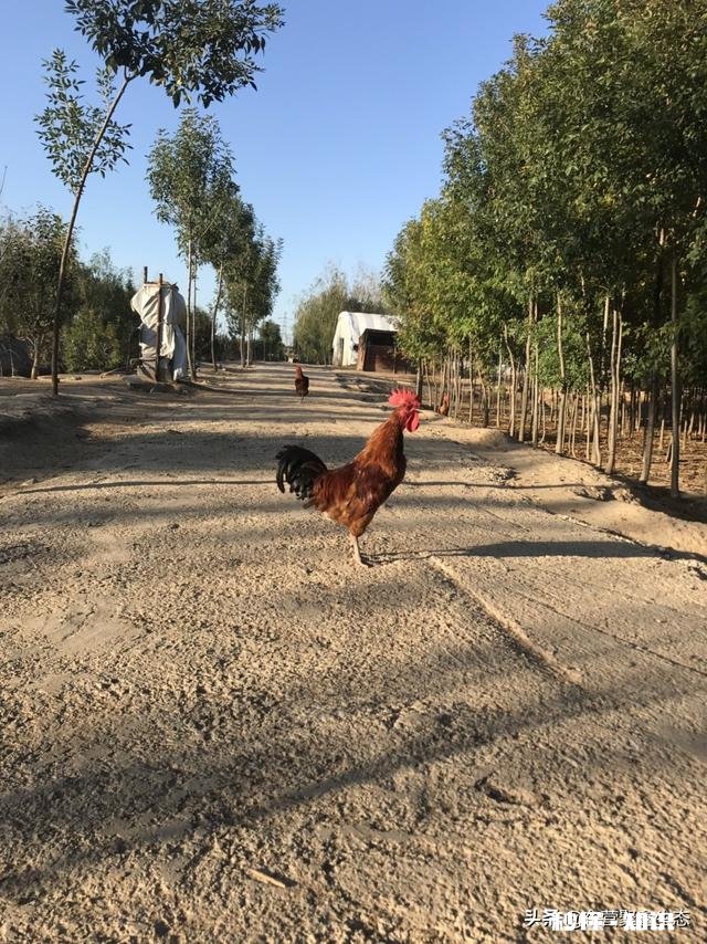 在农村养鸽养鸡收益怎么样