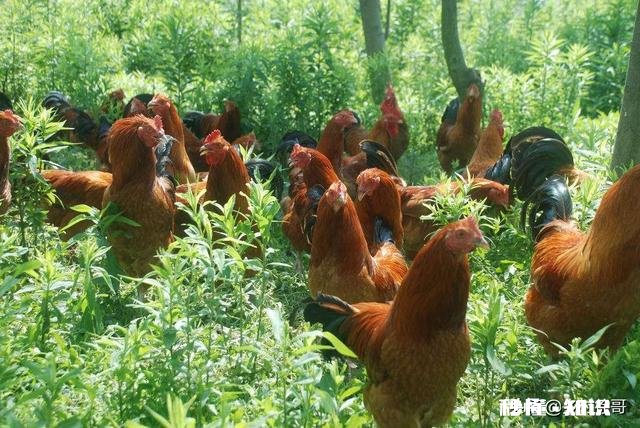 在农村养鸽养鸡收益怎么样