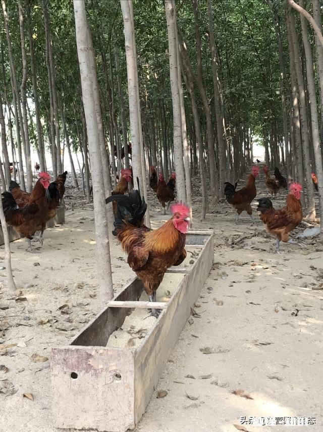 在农村养鸽养鸡收益怎么样