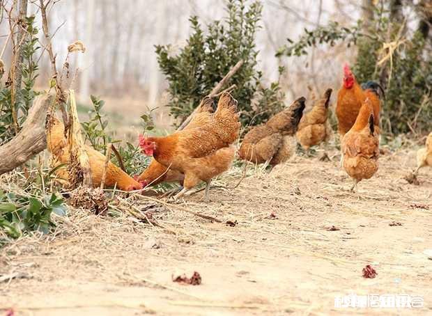 在农村养鸽养鸡收益怎么样