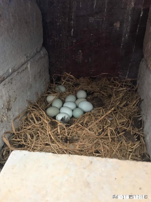 在农村养鸽养鸡收益怎么样