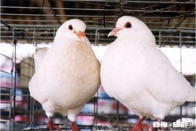 在农村养鸽养鸡收益怎么样