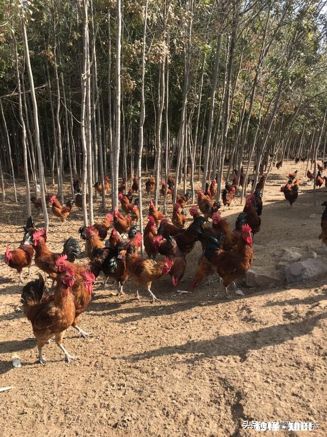 在农村养鸽养鸡收益怎么样