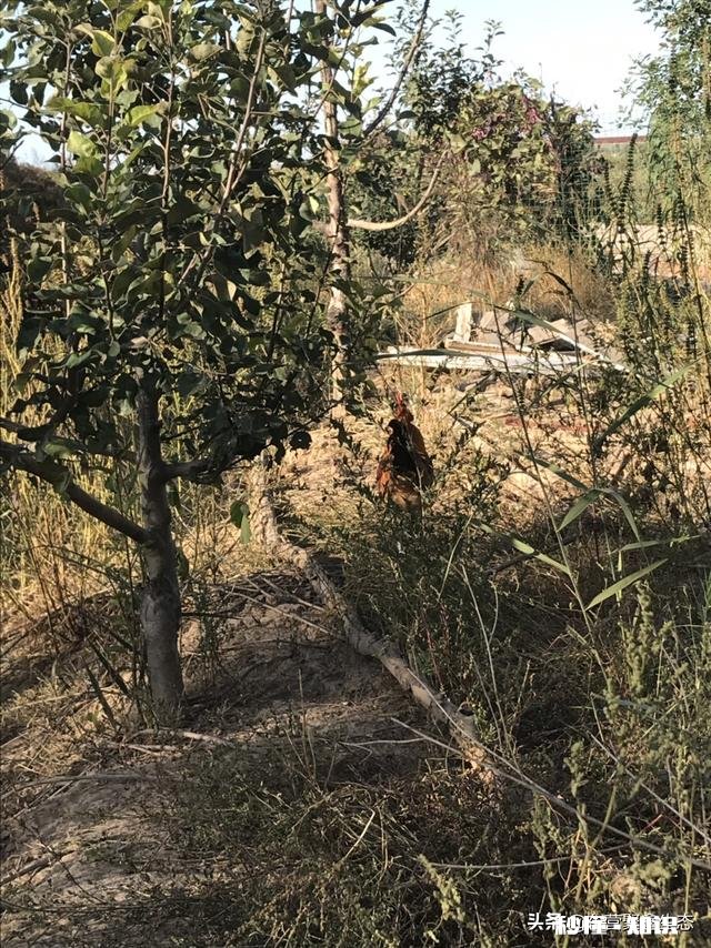 在农村养鸽养鸡收益怎么样