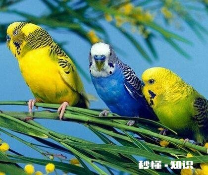 买幼鸟繁殖鹦鹉买多少天的最好