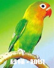 买幼鸟繁殖鹦鹉买多少天的最好