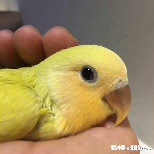 买幼鸟繁殖鹦鹉买多少天的最好