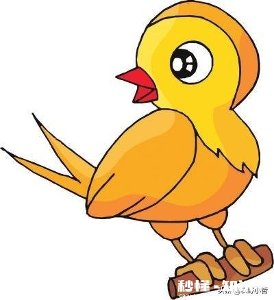 买幼鸟繁殖鹦鹉买多少天的最好