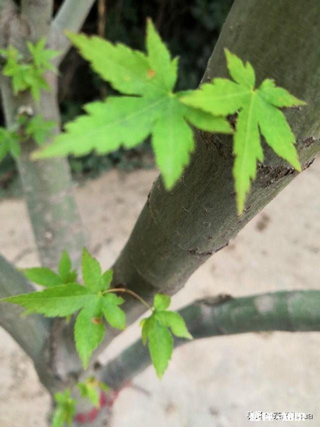 很爱老公，老公对我也很好，快过生日了，送他什么礼物呢