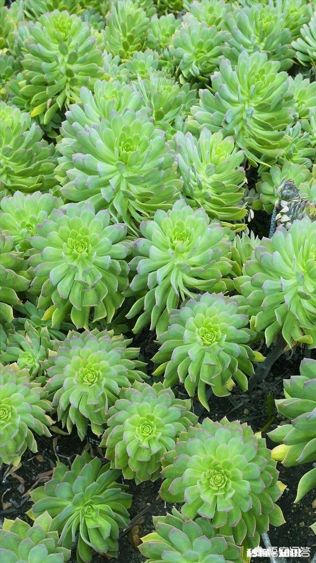 什么壁纸可以显的手机屏幕比较大