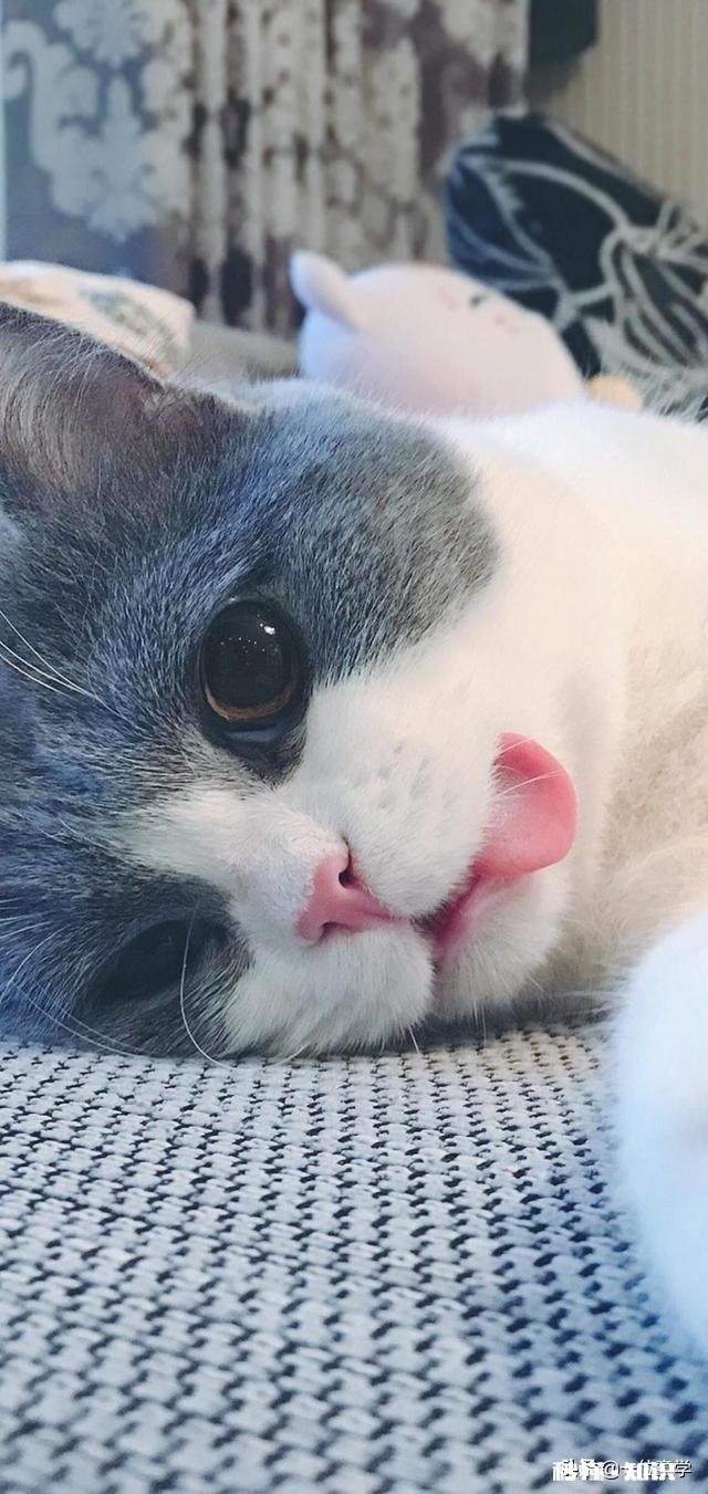 大家有没有什么可爱的壁纸或头像