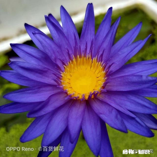 睡莲什么时候种植