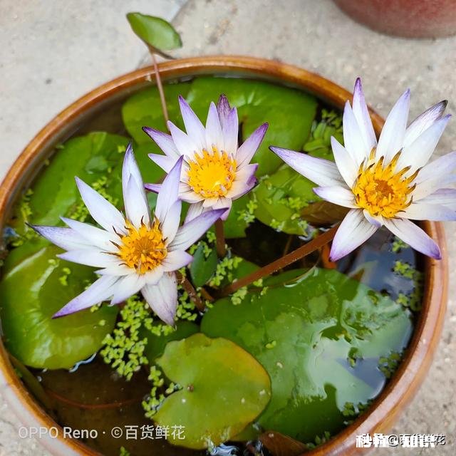 睡莲什么时候种植