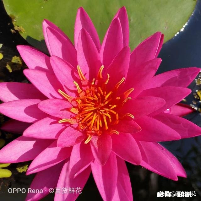 睡莲什么时候种植