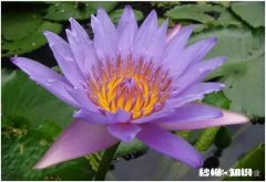 睡莲什么时候种植